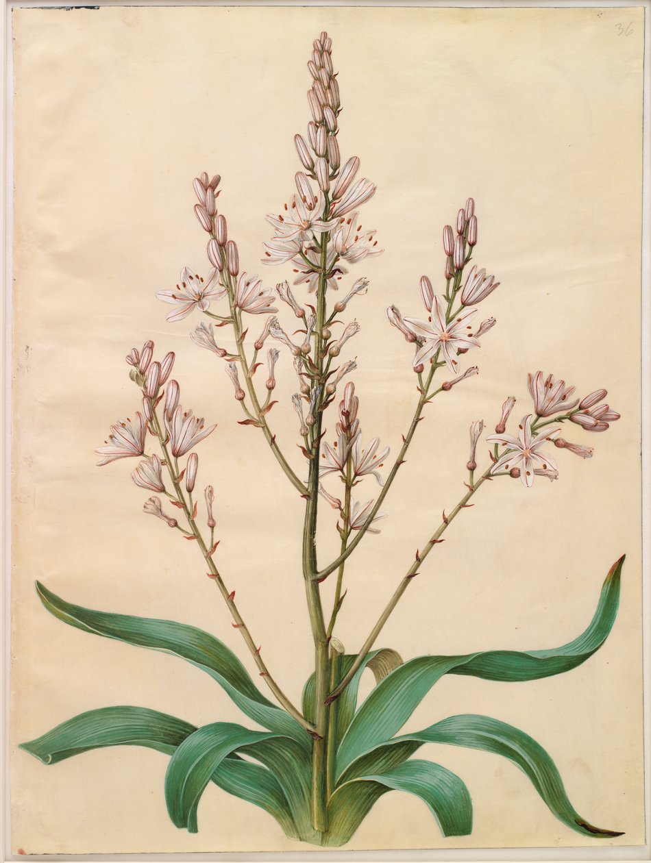 Asphodelus ramosus - Johannes Simon Holtzbecker