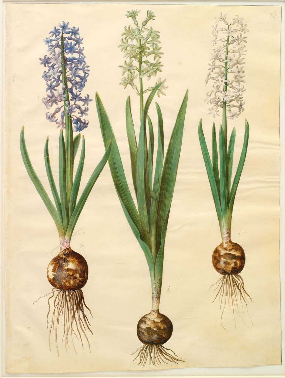 Hyacinthoides orientalis simp et pl - Johannes Simon Holtzbecker