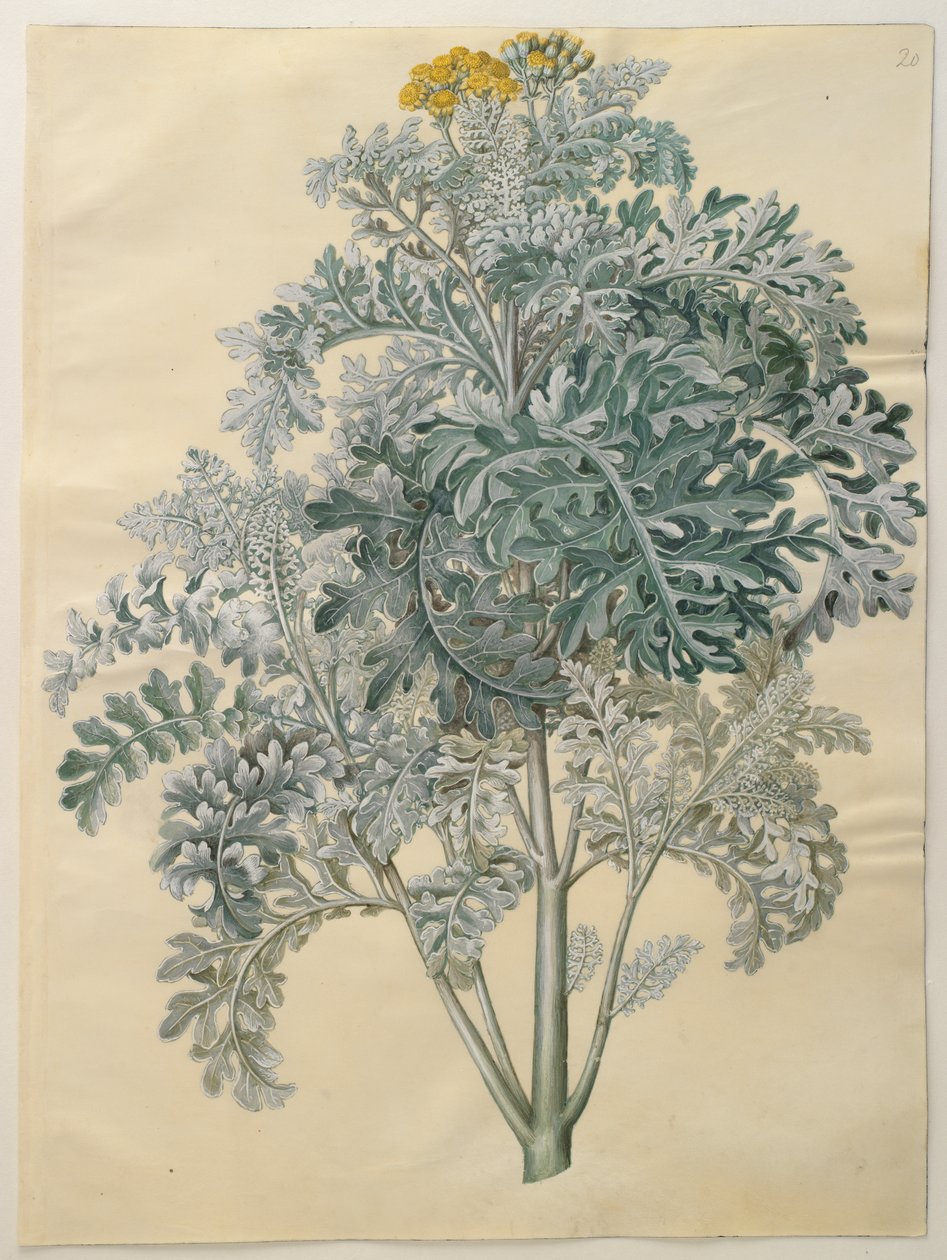 Senecio bicolore - Johannes Simon Holtzbecker