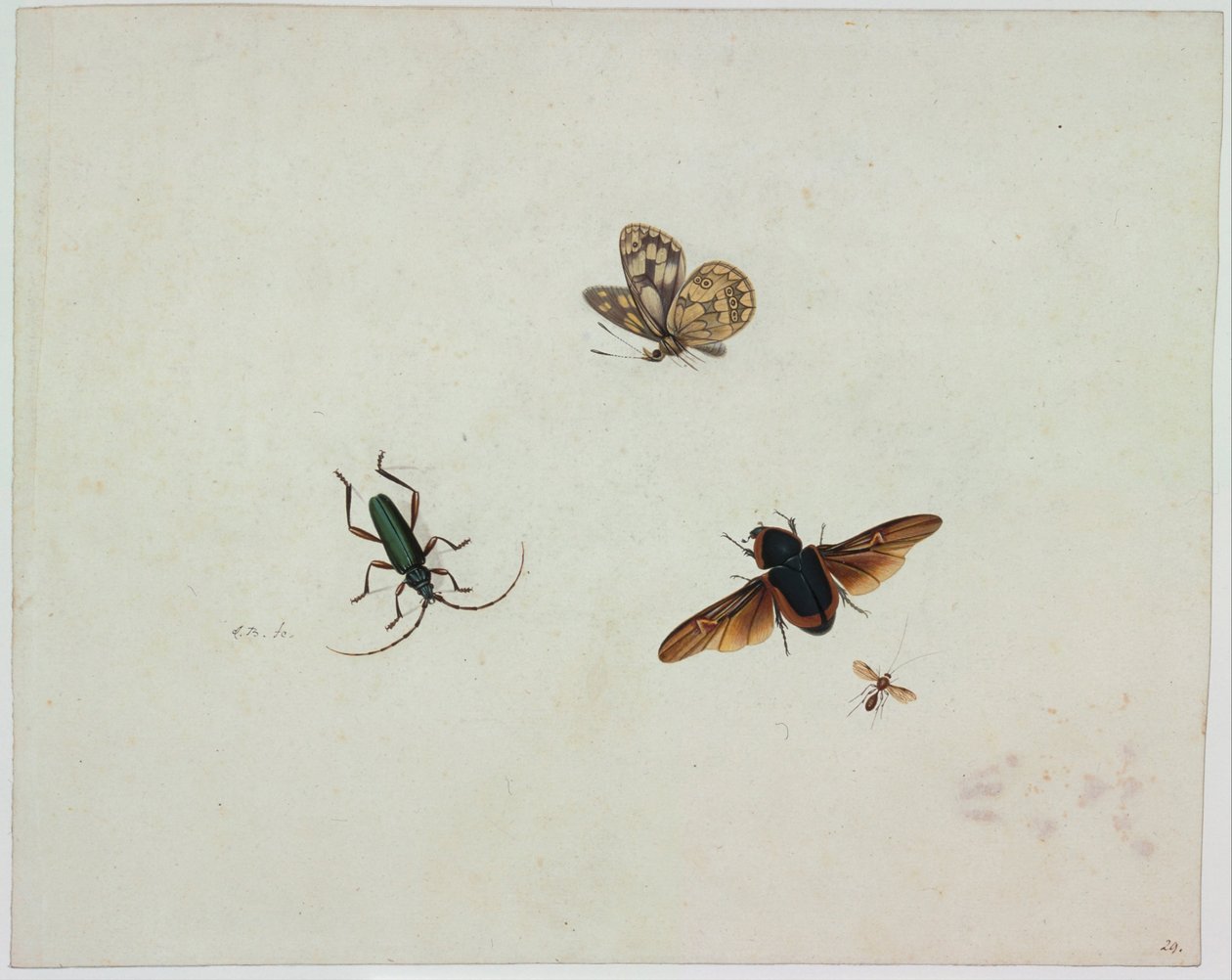 Quatre insectes, fin du XVIIe siècle - Johannes Bronkhorst