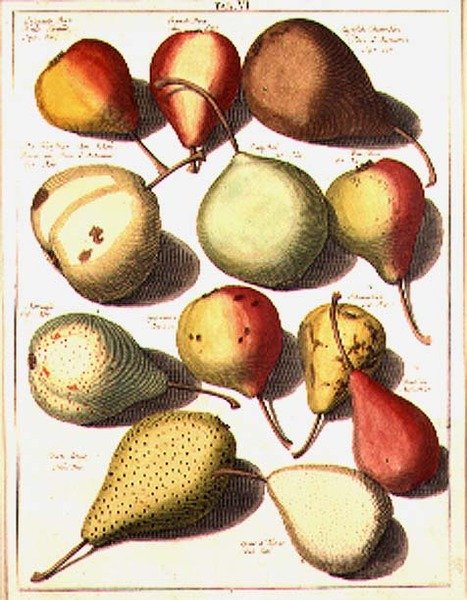 Poires, par Seligman - Johannes Hendrik (after) Knoop