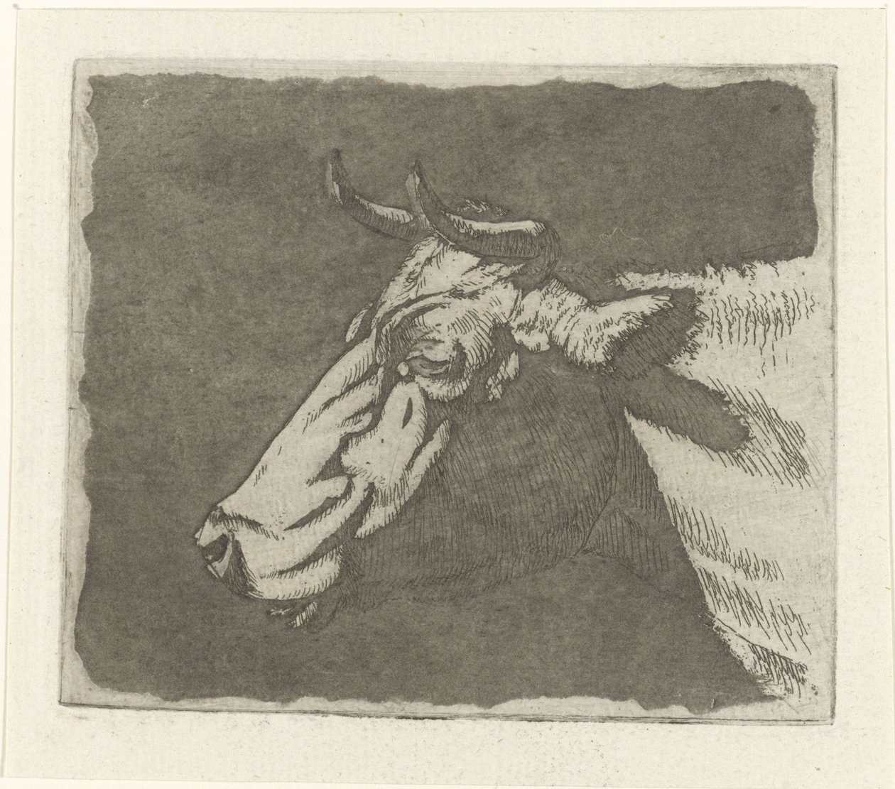 Tête de vache - Johannes Janson
