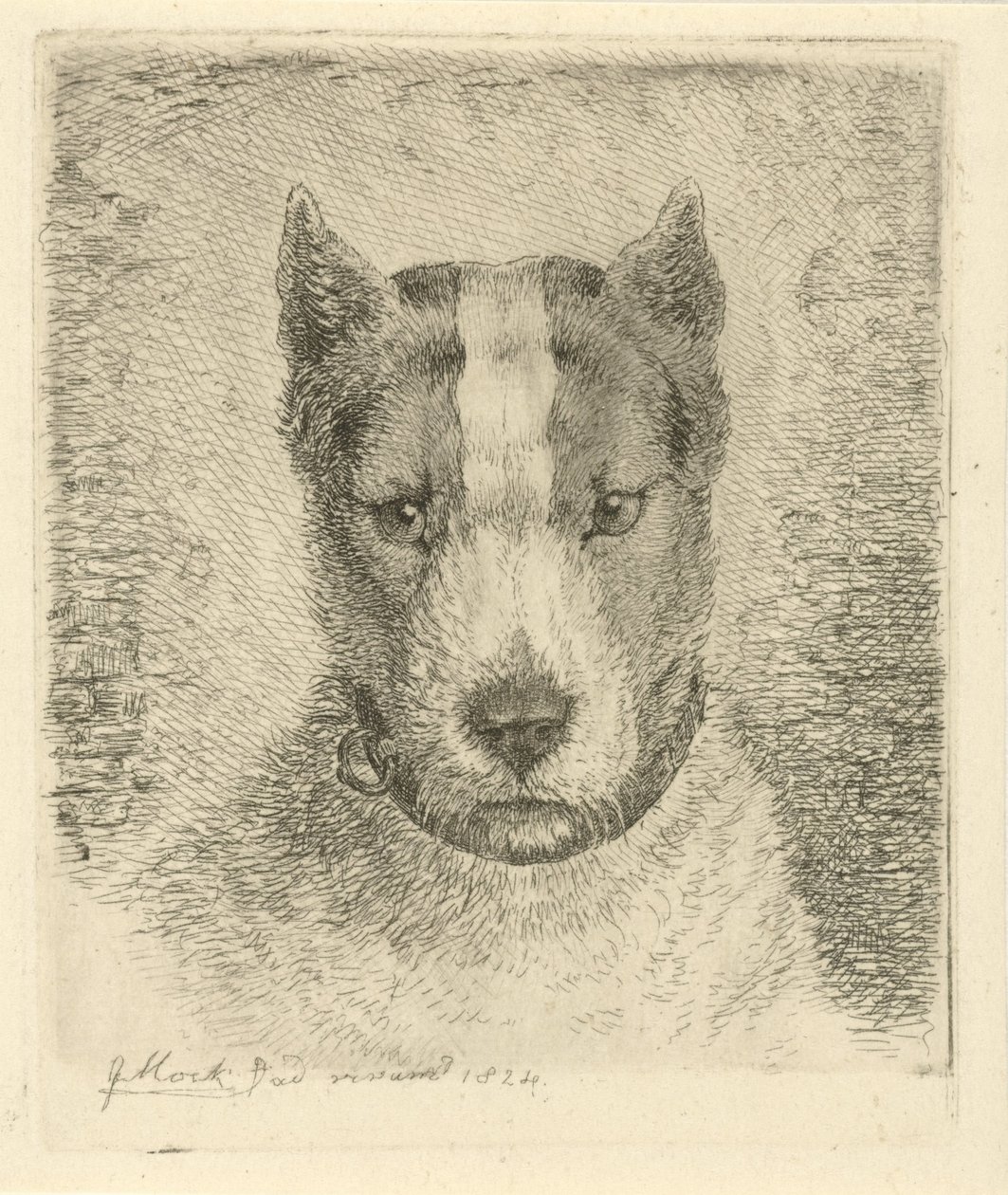 Tête de chien avec collier - Johannes Mock