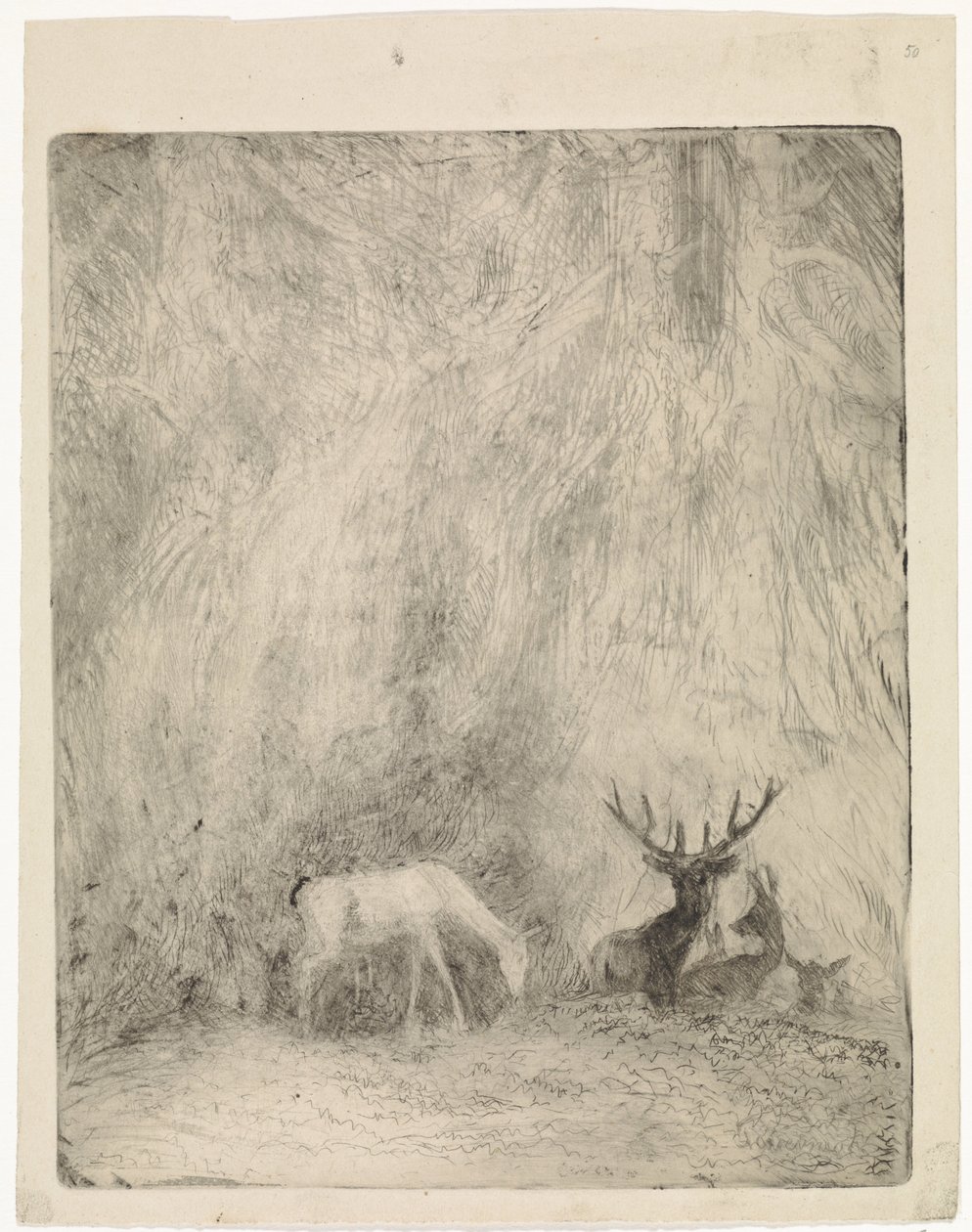 Cerfs dans une forêt bohémienne - Johannes Tavenraat