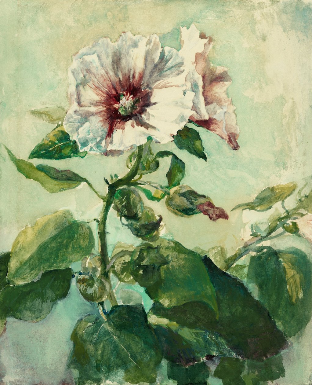 Étude de roses trémières roses au soleil, d