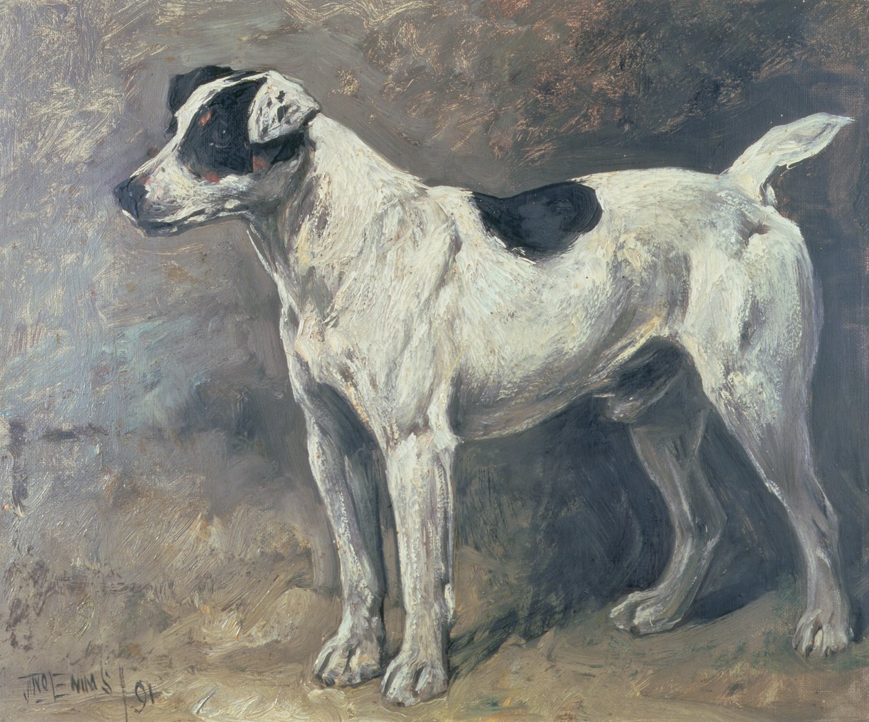 Un Jack Russell, 1891 - John Emms