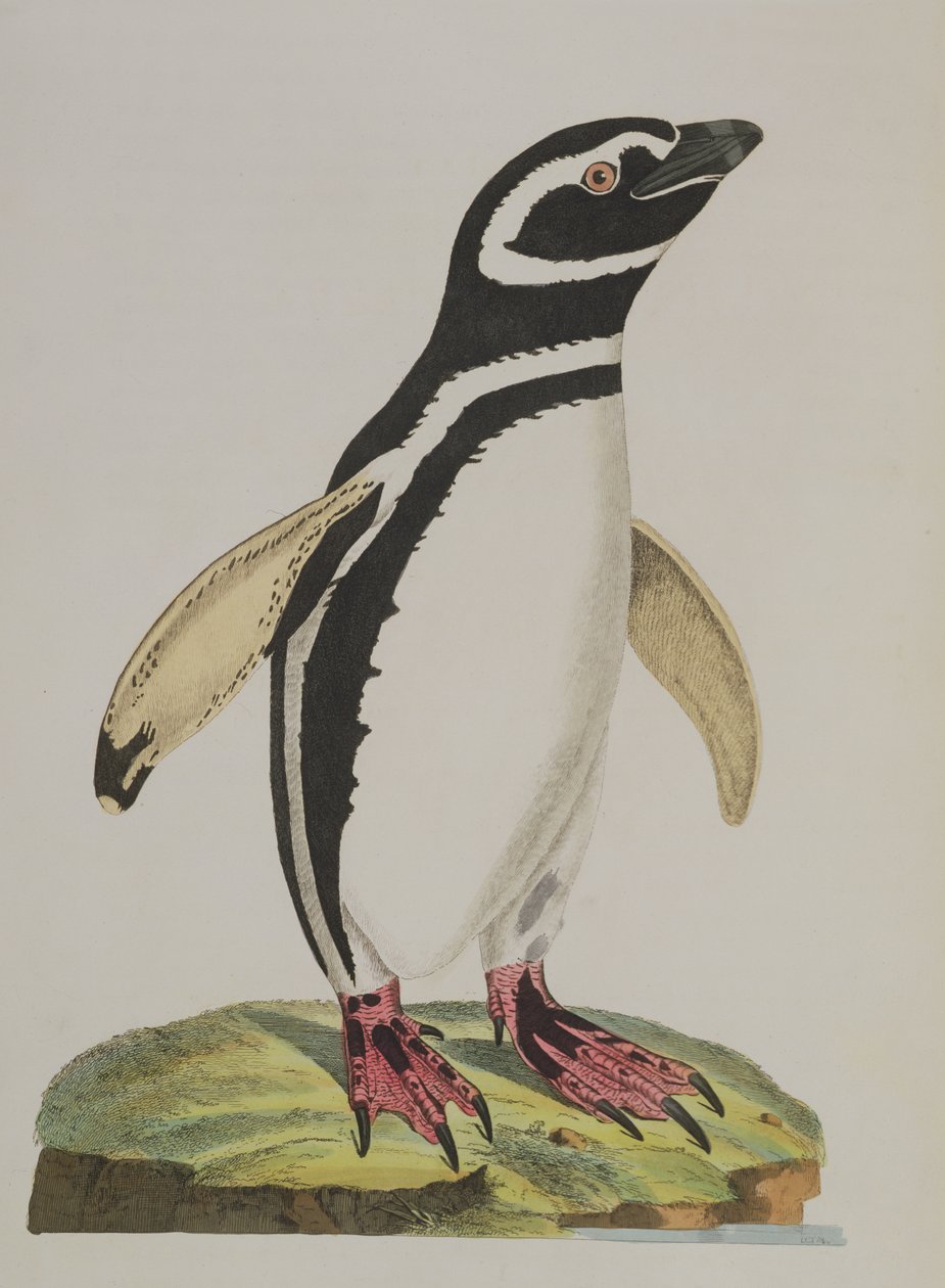 Illustration d