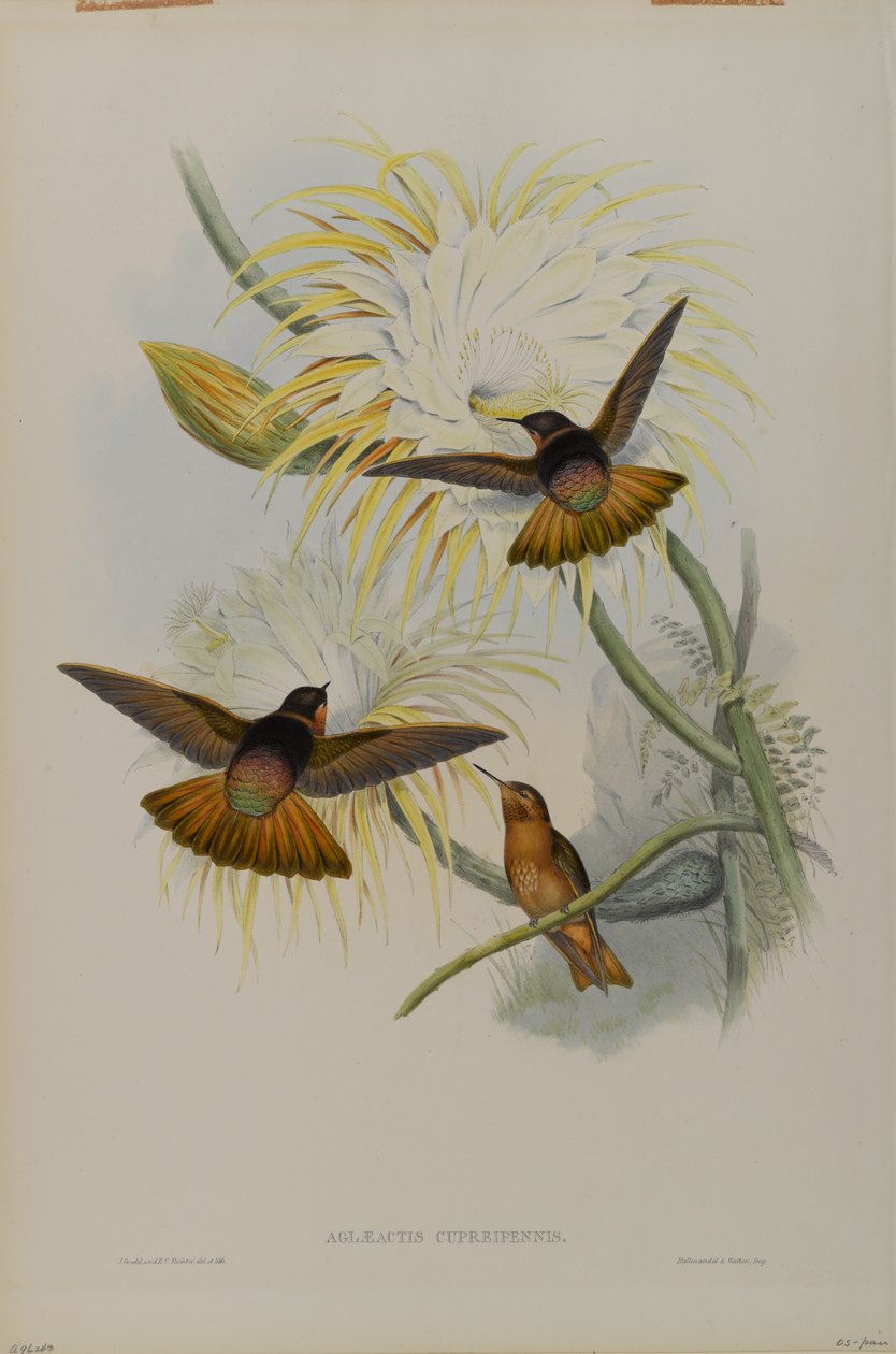 Aglaeactis Cupreipennis - John Gould