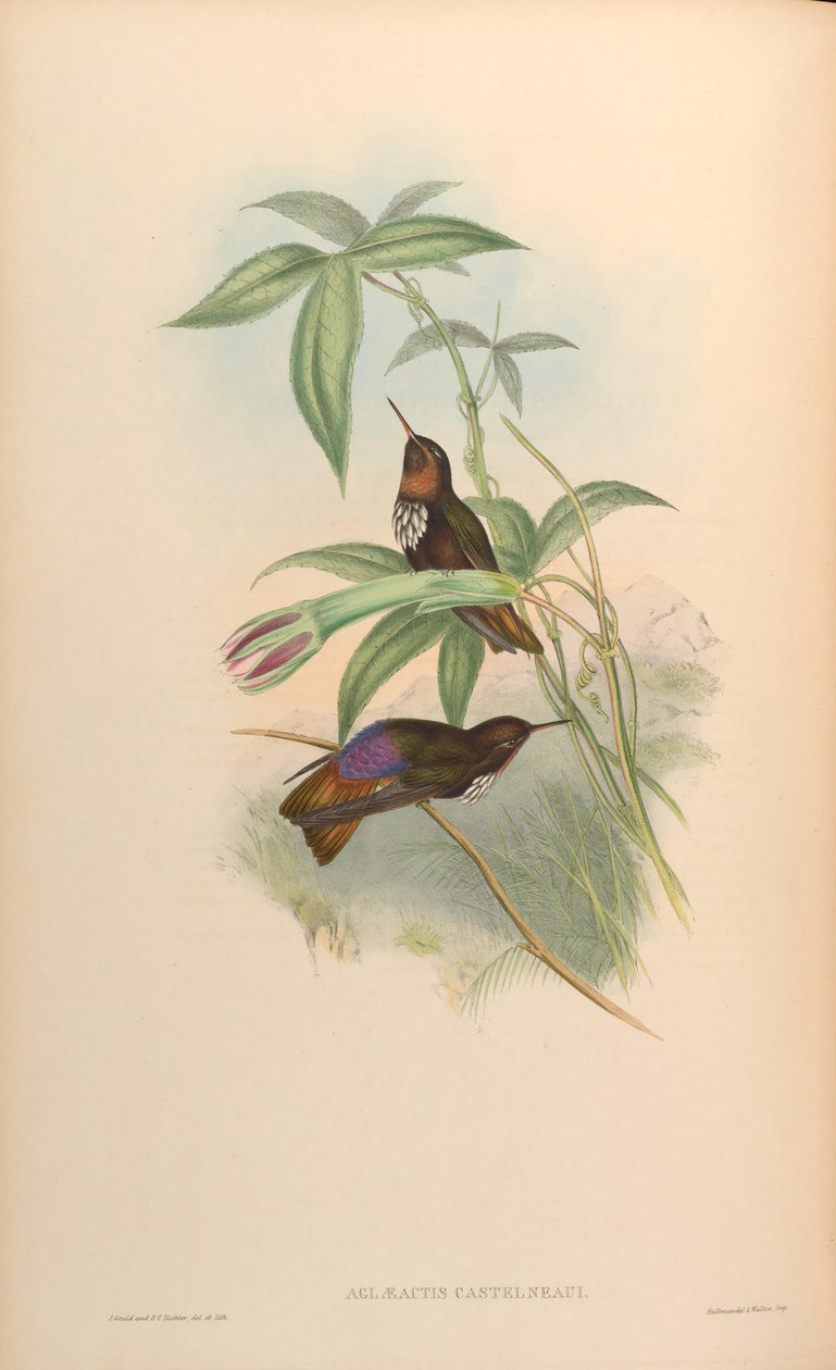 Aglaeactis castelnaui = Aglaeactis castelnaudii (comme mentionné dans le livre lui-même) - John Gould