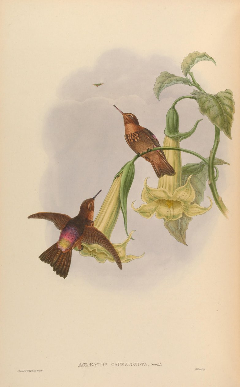 Aglaeactis caumatonota = Aglaeactis cupripennis caumatonotus - John Gould