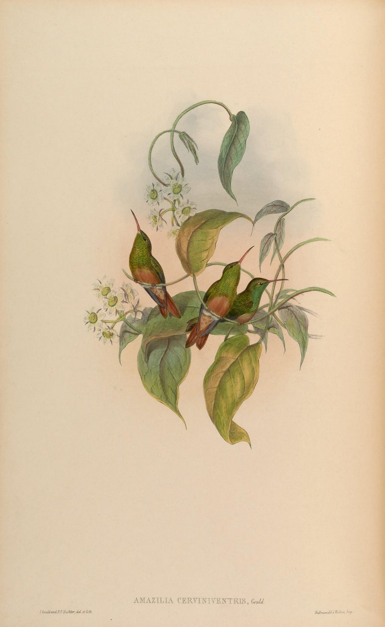 Amazilia cerviniventris = Amazilia yucatanensis cerviniventris - John Gould