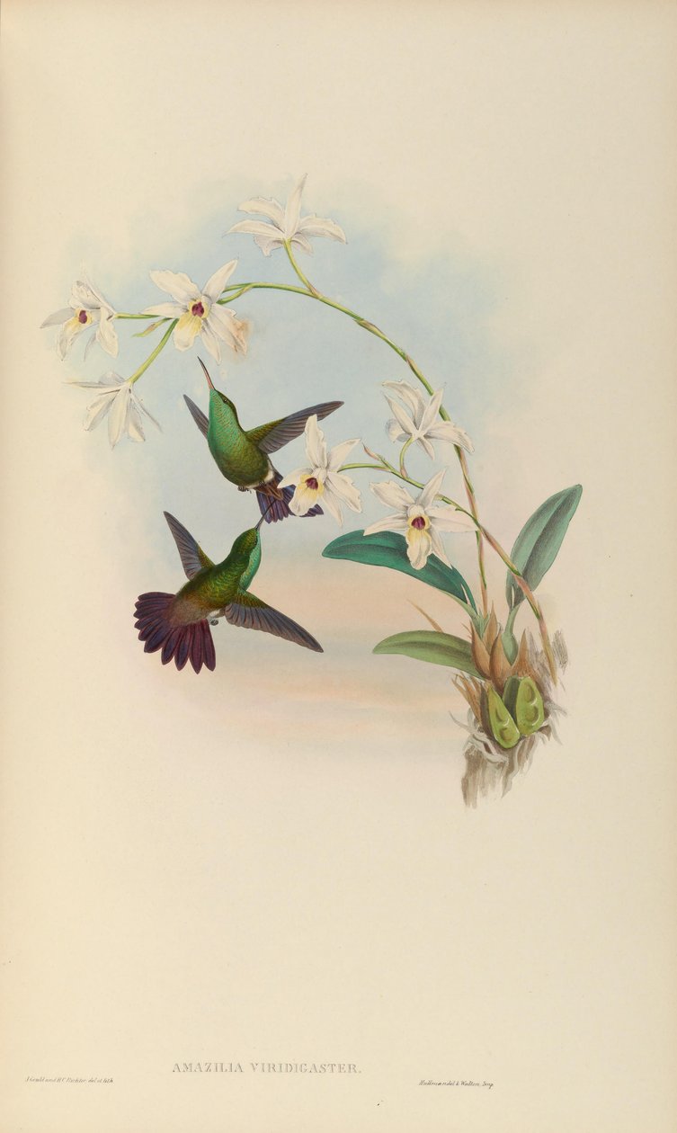 Amazilia viridigaster - John Gould