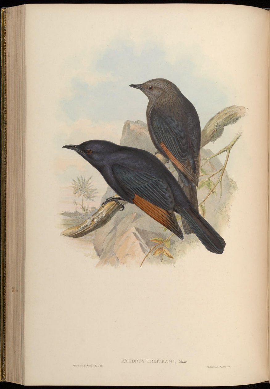 Amydrus tristamii = Onychognathus tristramii - John Gould