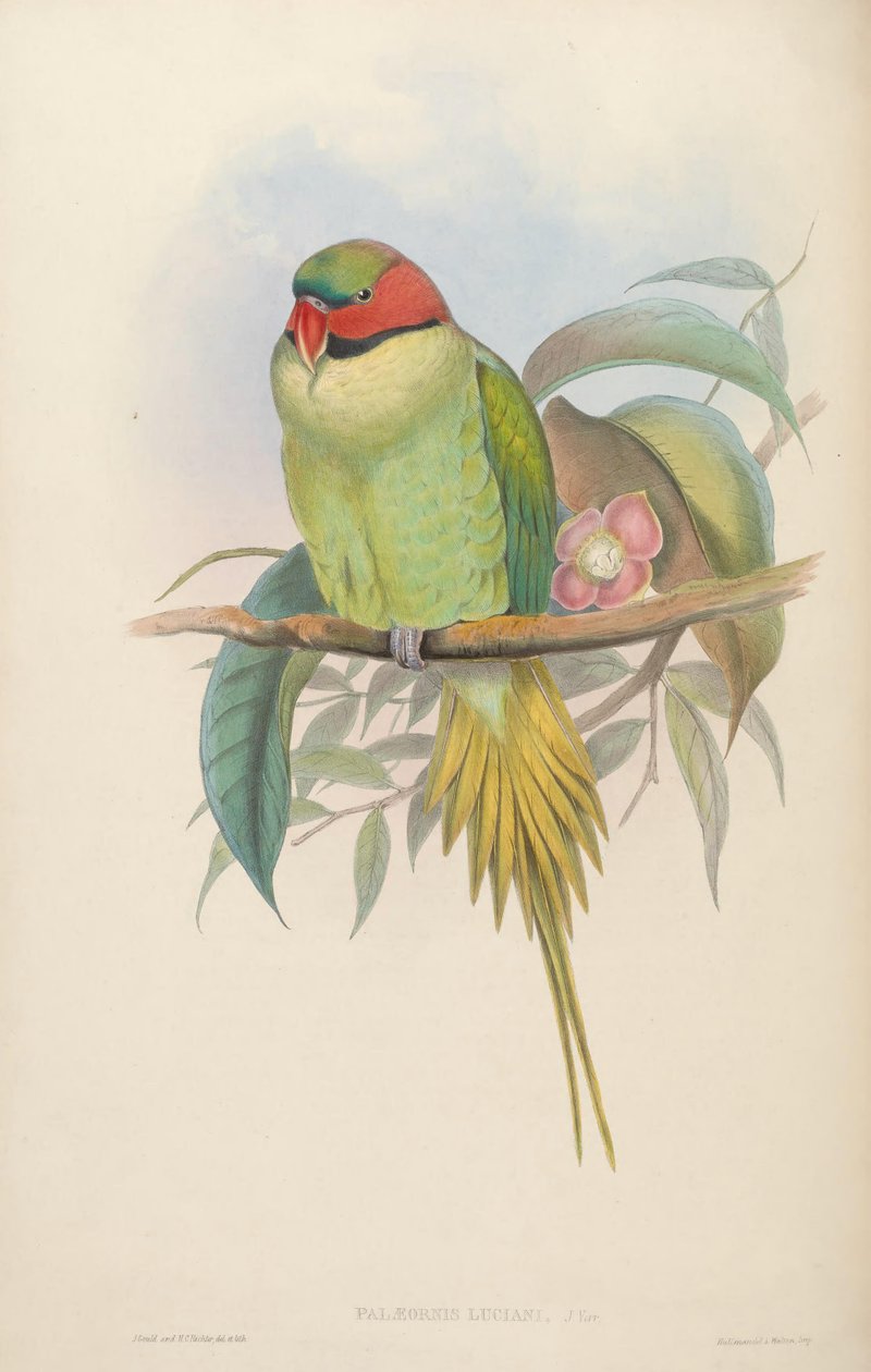 Oiseaux d