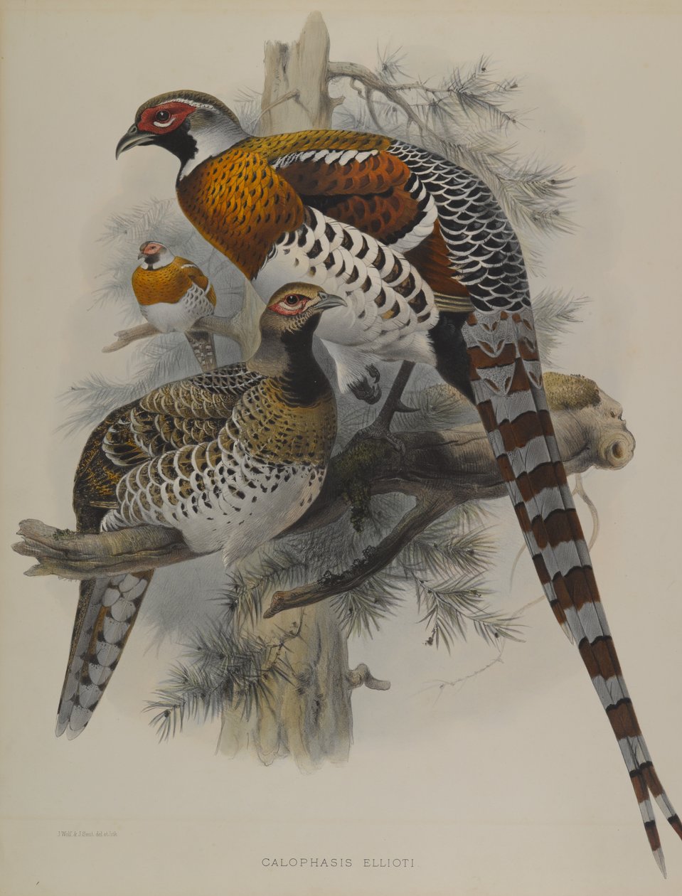 Calophasis Ellioti - John Gould