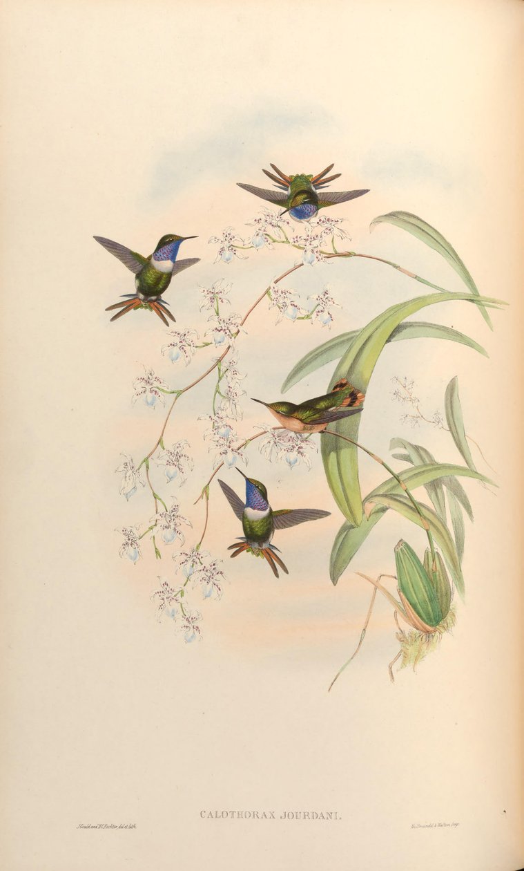 Calothorax jourdani = Chaetocercus jourdanii - John Gould