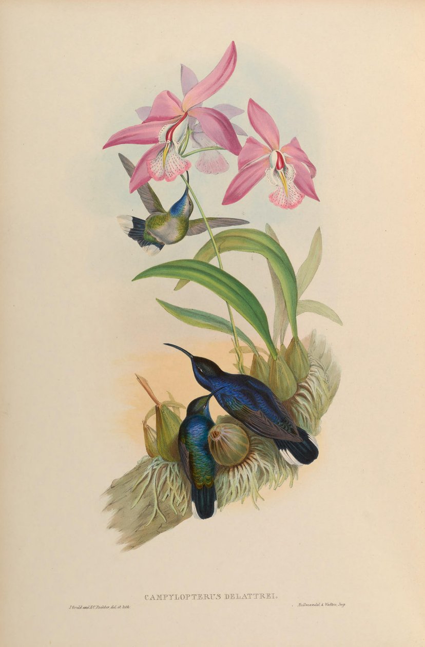 Campylopterus delattrei = Campylopterus hemileucurus hemileucurus - John Gould