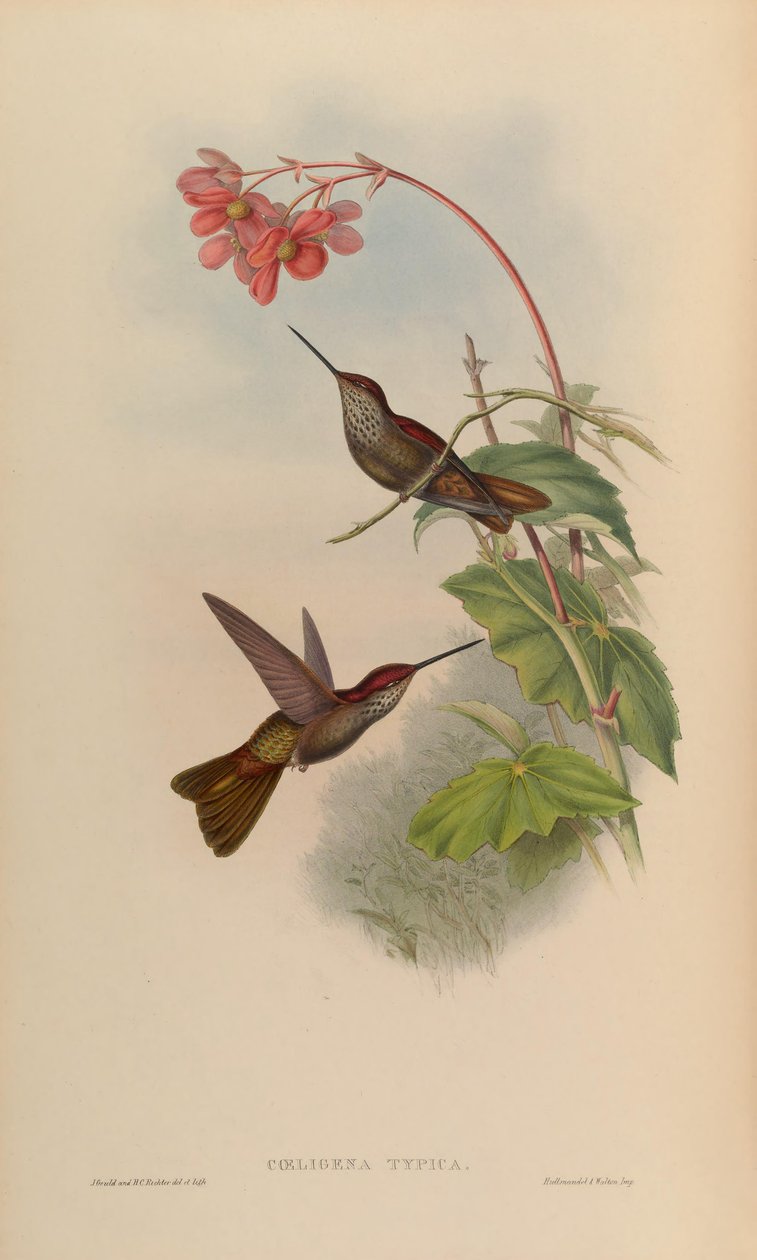 Coeligena typica = Coeligena coeligena - John Gould