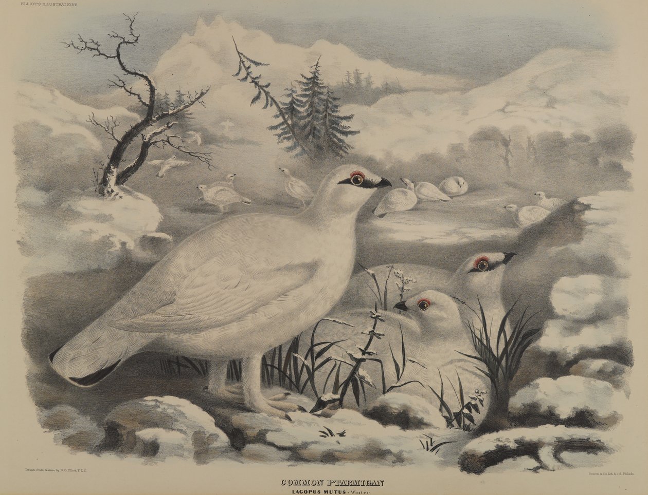 Lagopède alpin - John Gould
