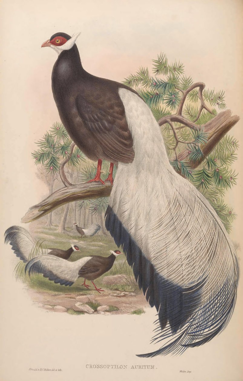 Crossoptilon auritum - John Gould