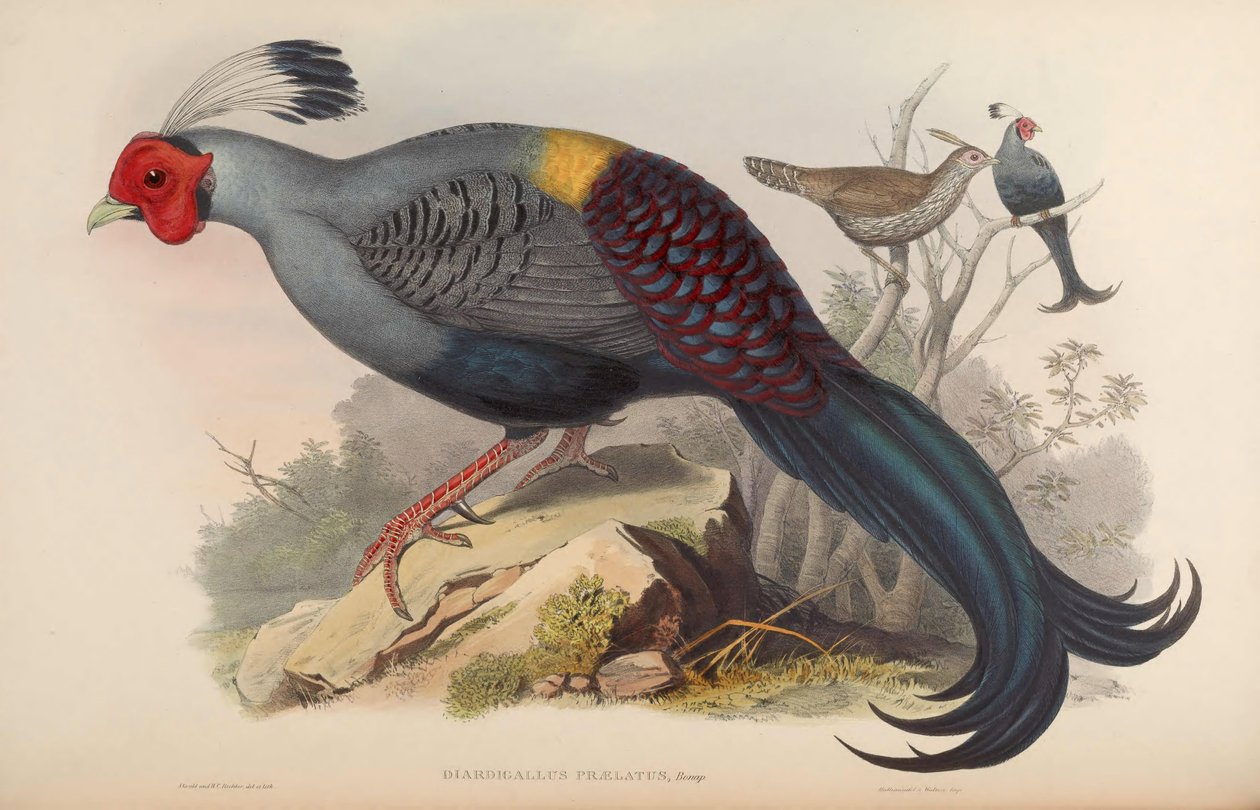 Diardigallus praelatus - John Gould