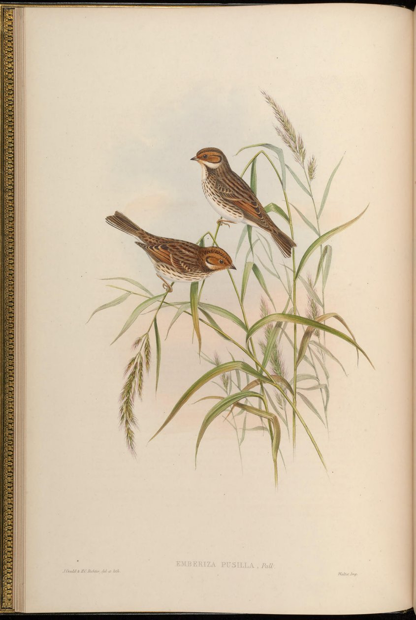 Bruant nain - John Gould