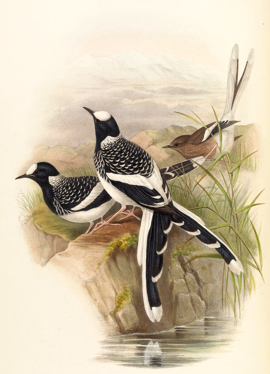 Enicurus maculatus - John Gould