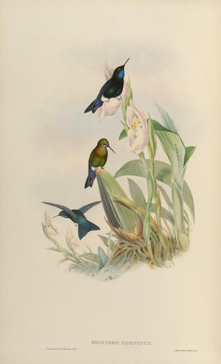 Eriocnemis nigrivestis - John Gould