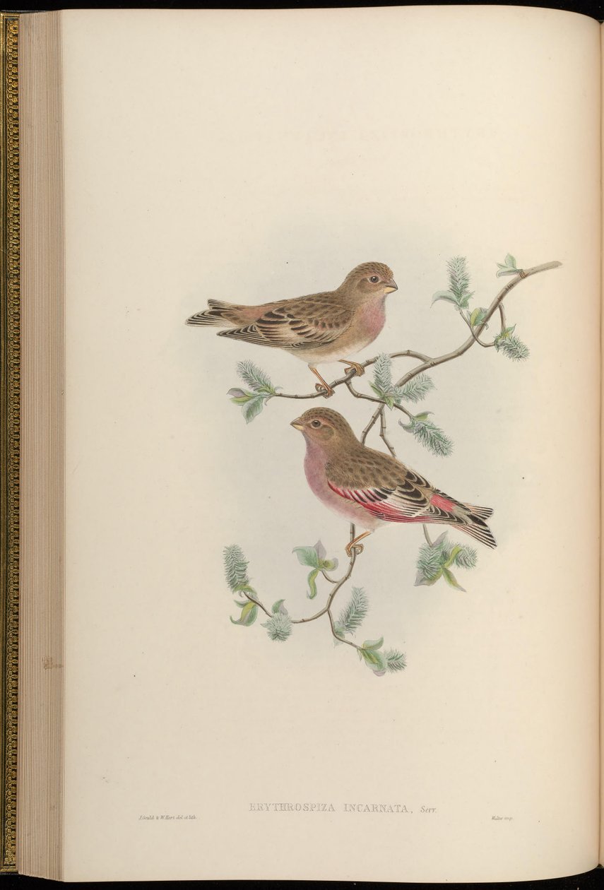 Erythrospiza incarnata = Bucanetes mongolicus - John Gould