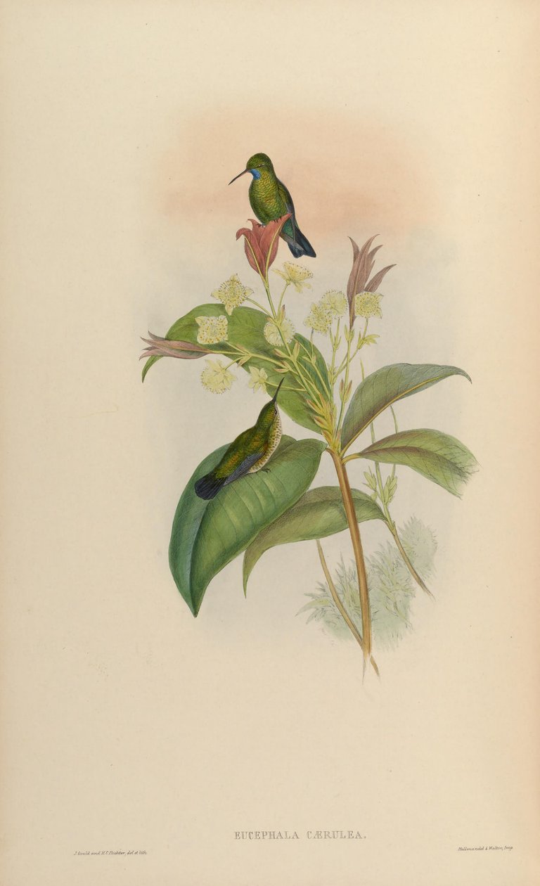 Eucephala caerula = Chlorestes notata notata - John Gould