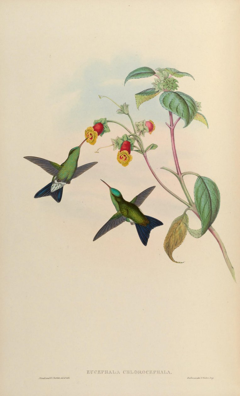 Eucephala chlorocephala = ? - John Gould