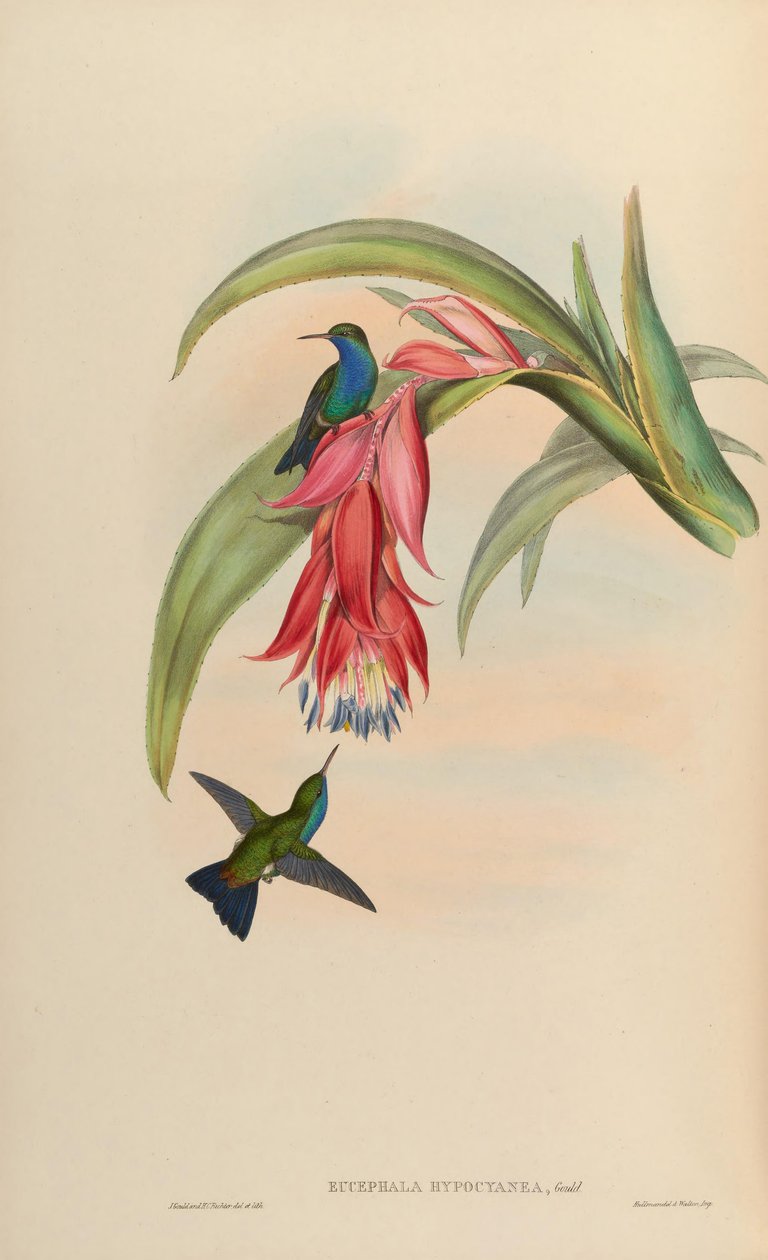 Eucephala hypocyanea = Chlorostilbon notata aberrant ou (C. notata X Hylocharis cyanus) - John Gould