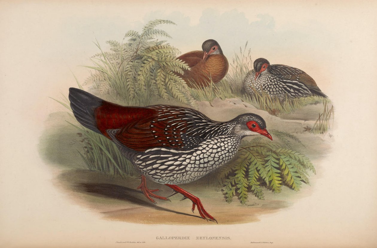 Galloperdix zeylonensis = Galloperdix bicalcarata - John Gould
