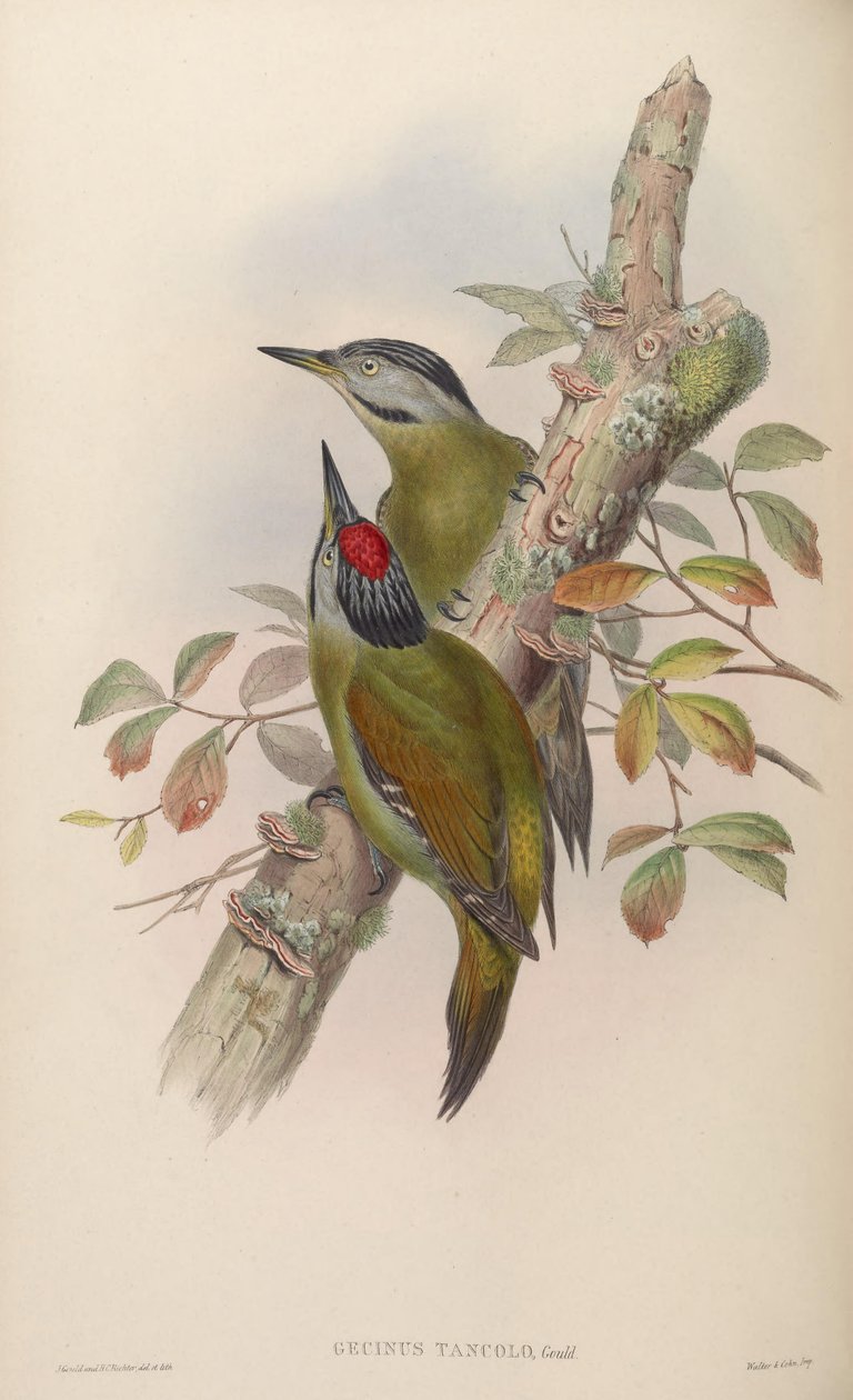 Gecinus tancolo - John Gould
