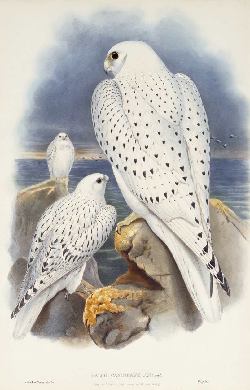 Faucon du Groenland, 1862-1873 - John Gould