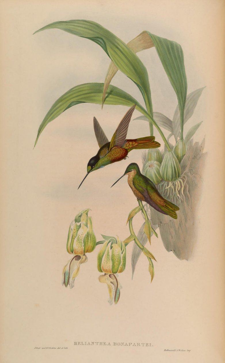 Helianthea bonapartei - John Gould