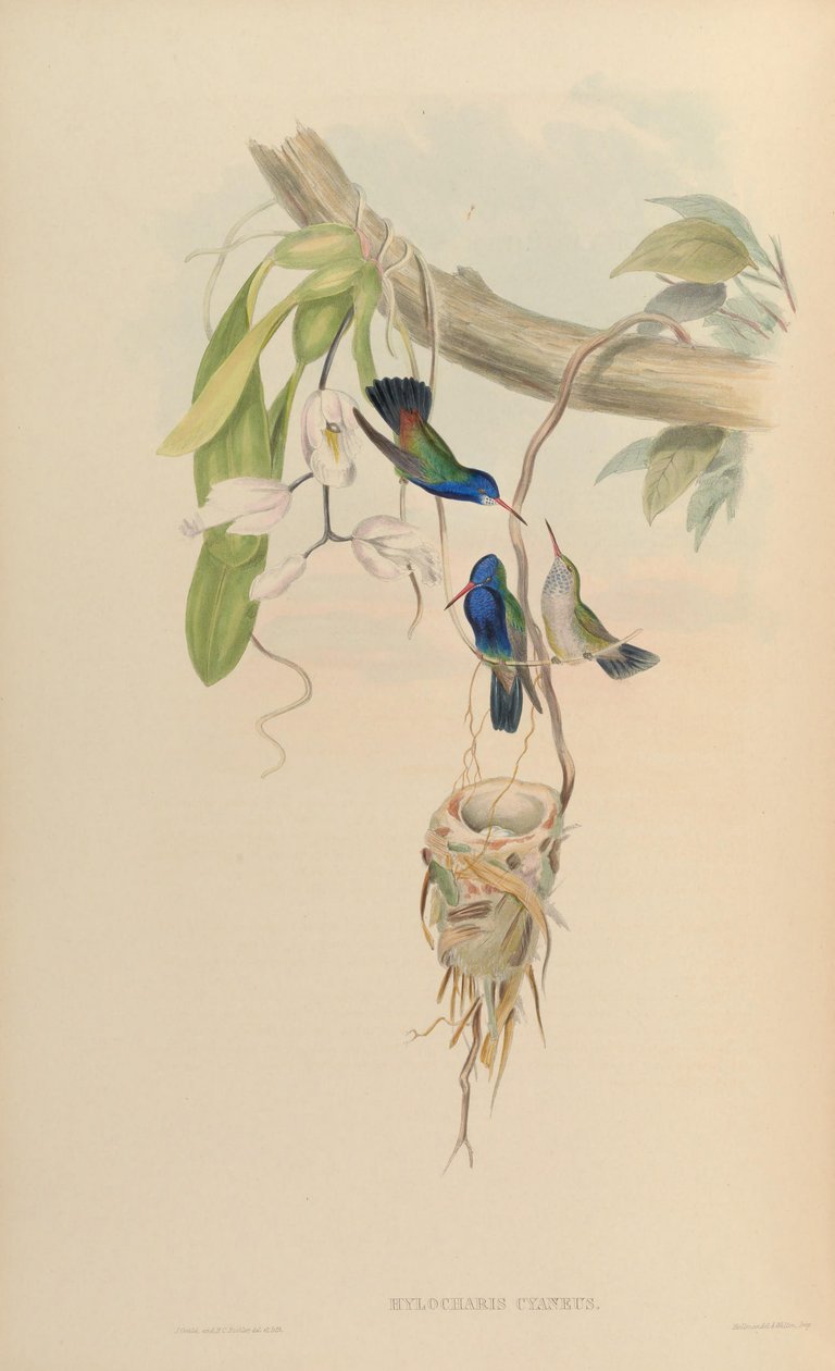 Hylocharis cyaneus - John Gould