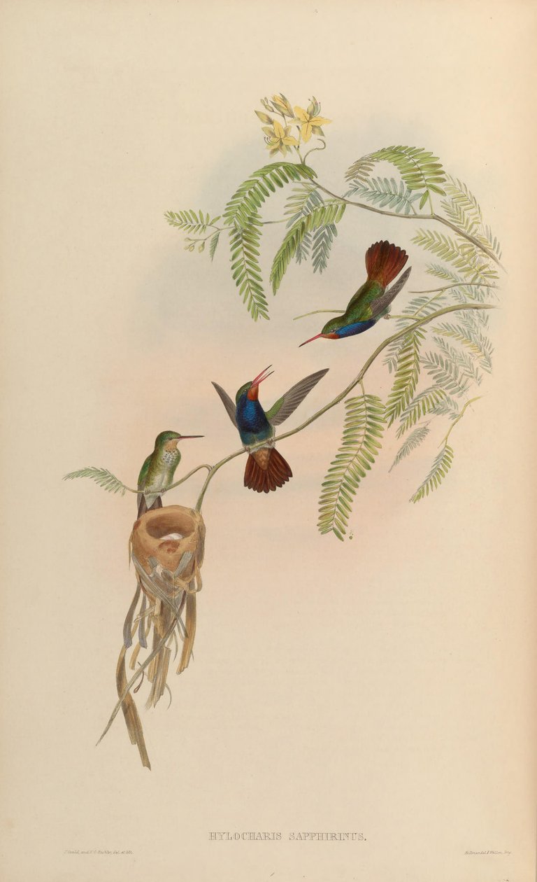Hylocharis sapphirina - John Gould