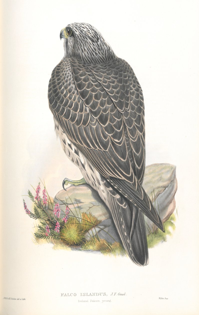 Illustration de Falco Islandus - John Gould