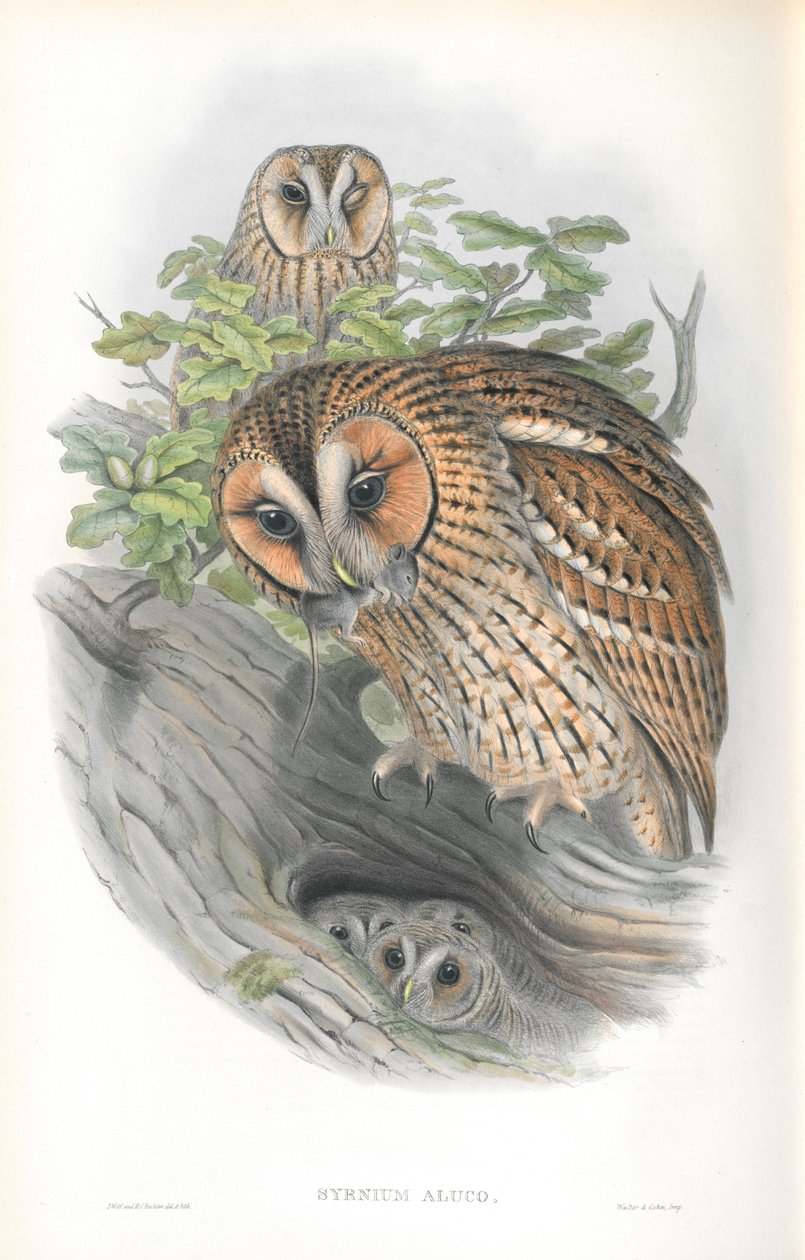 Illustration de Syrnium Aluco - John Gould