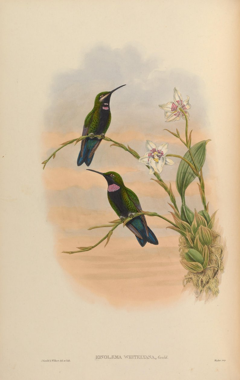 Ionolæma whitelyana = Heliodoxa schreibersii whitelyana - John Gould