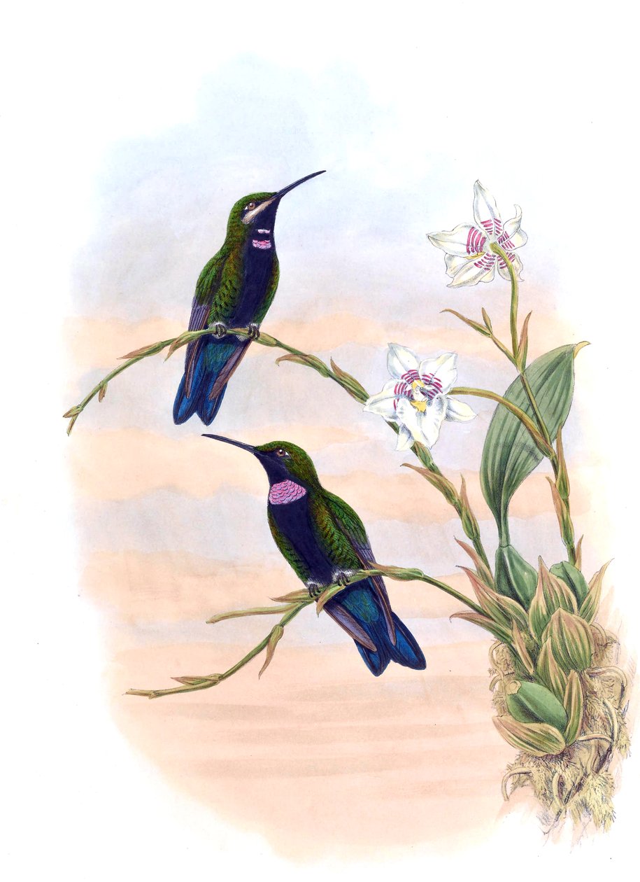 Ionolæma whitelyana = Heliodoxa schreibersii whitelyana - John Gould