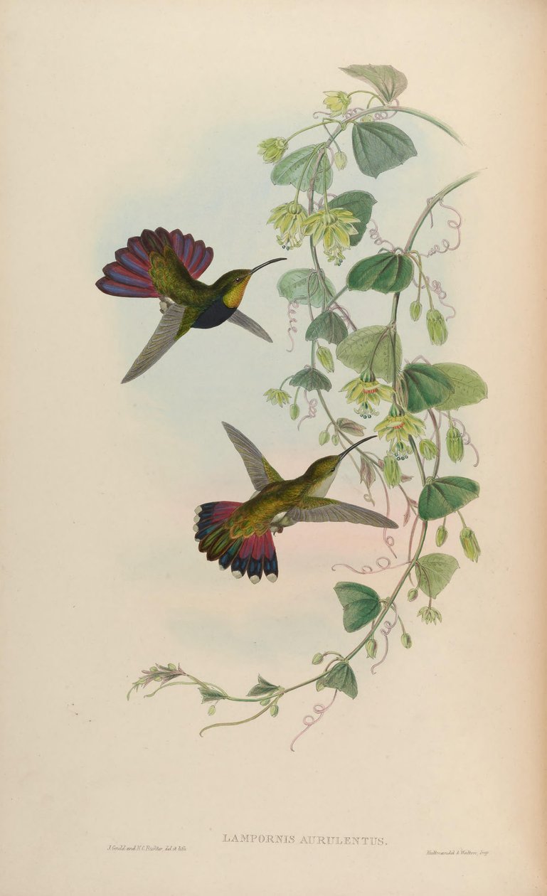 Lampornis aurulentus = Anthracothorax dominicus aurulentus - John Gould