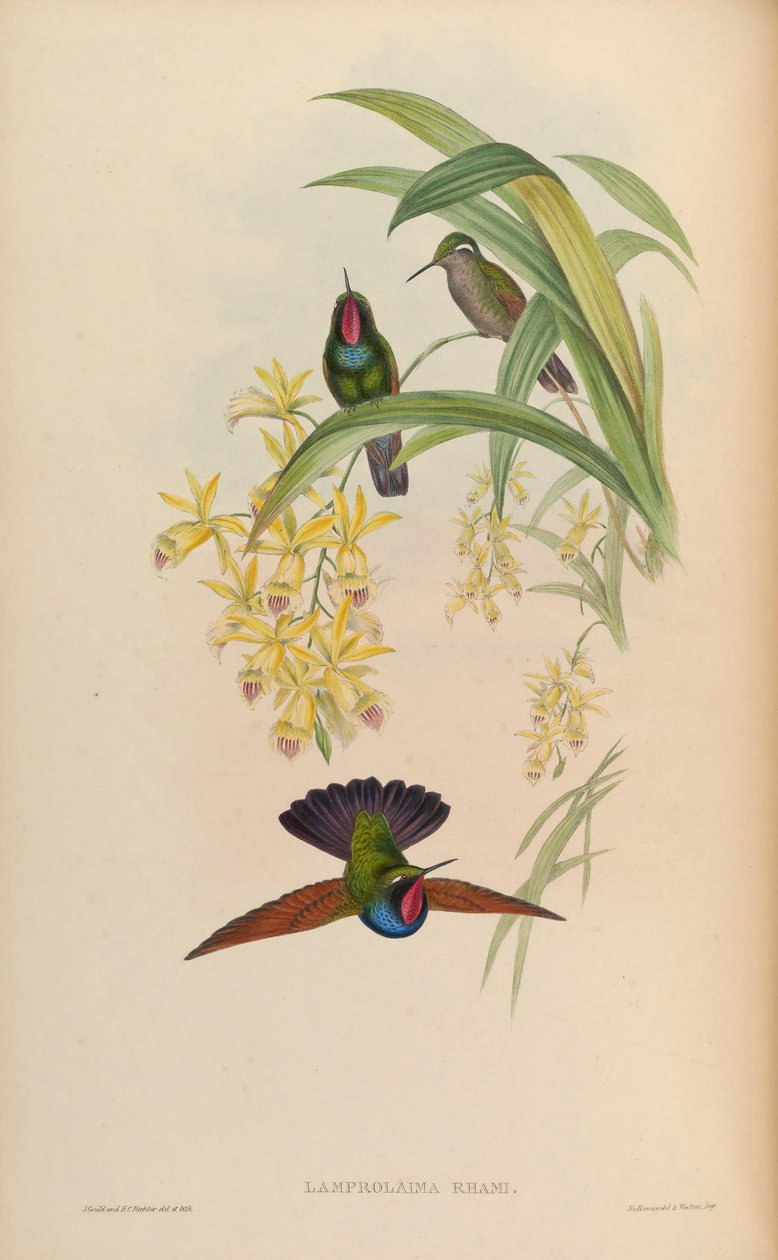 Lamprolaima rhami - John Gould