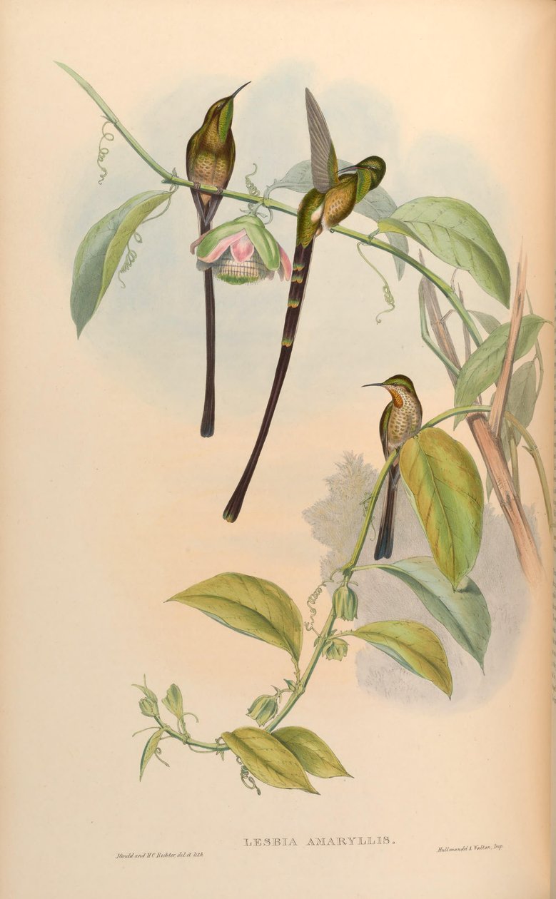 Lesbia amaryllis = Lesbia victoriae amaryllis - John Gould