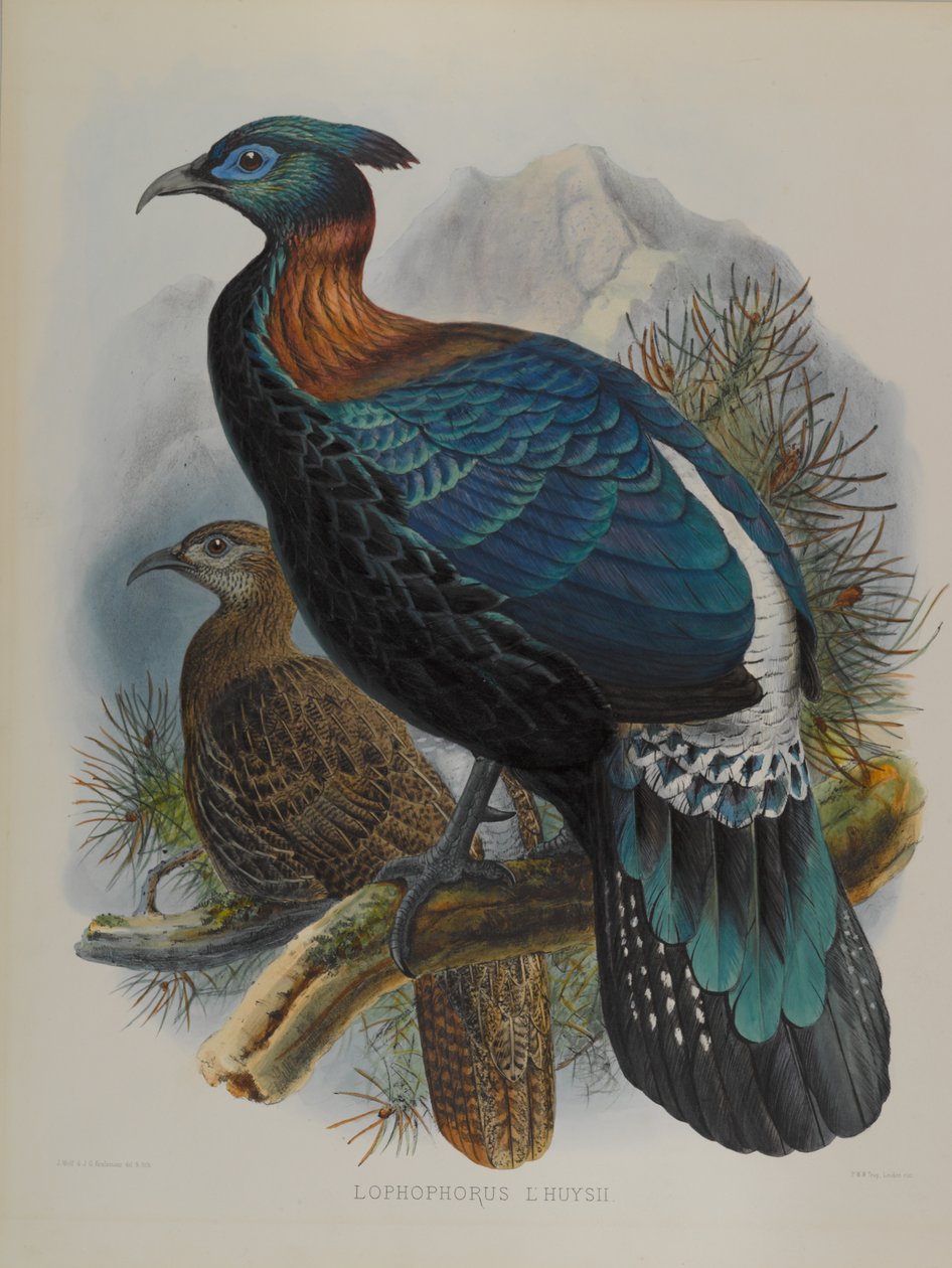 Lophophorus LHuysii - John Gould