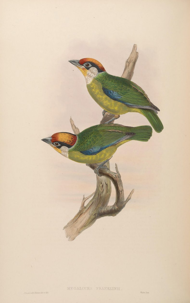 Megalaema franklinii = Megalaima franklinii - John Gould