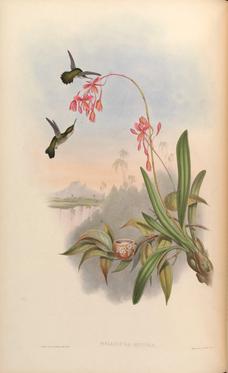 Mellisuga minima - John Gould