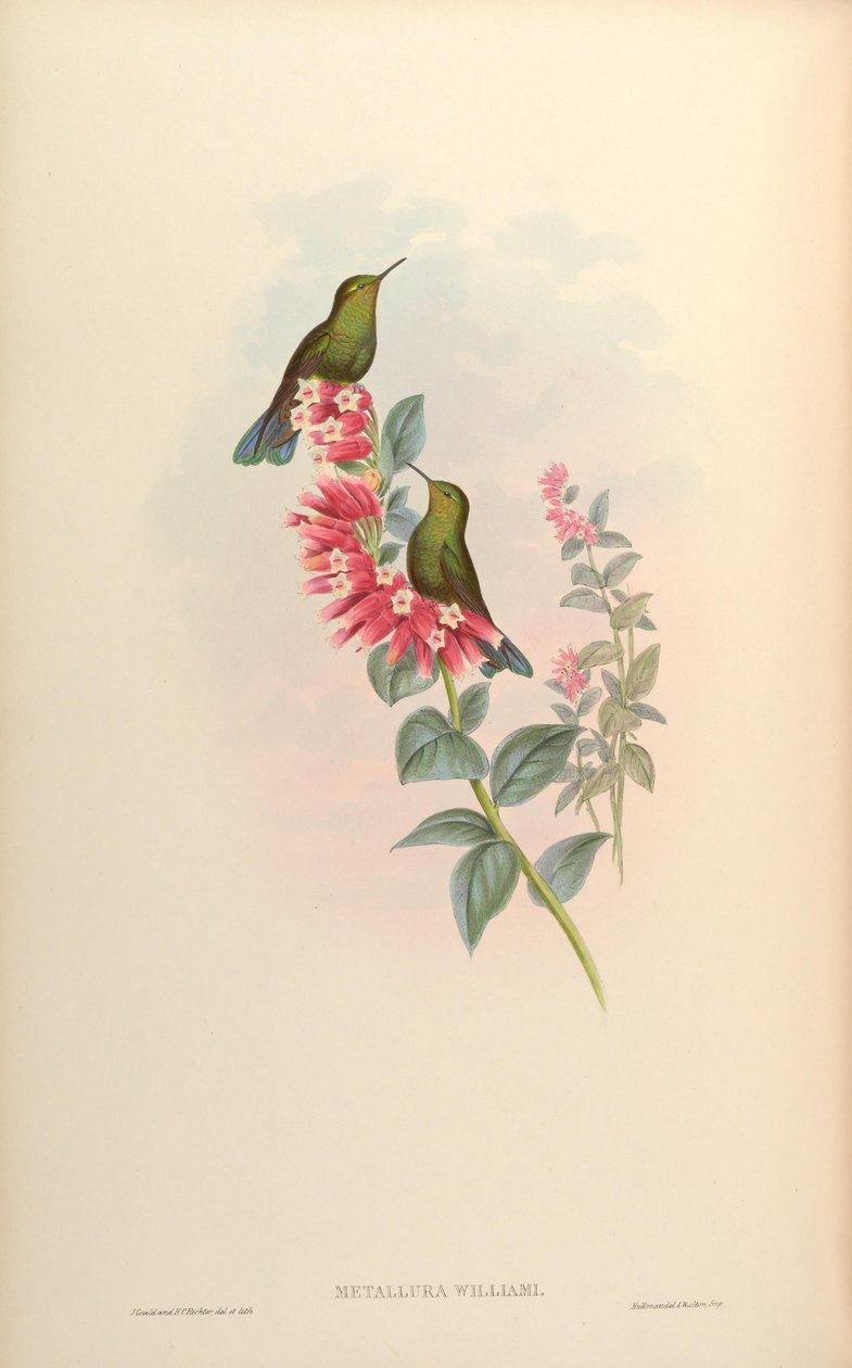 Metallura williami - John Gould