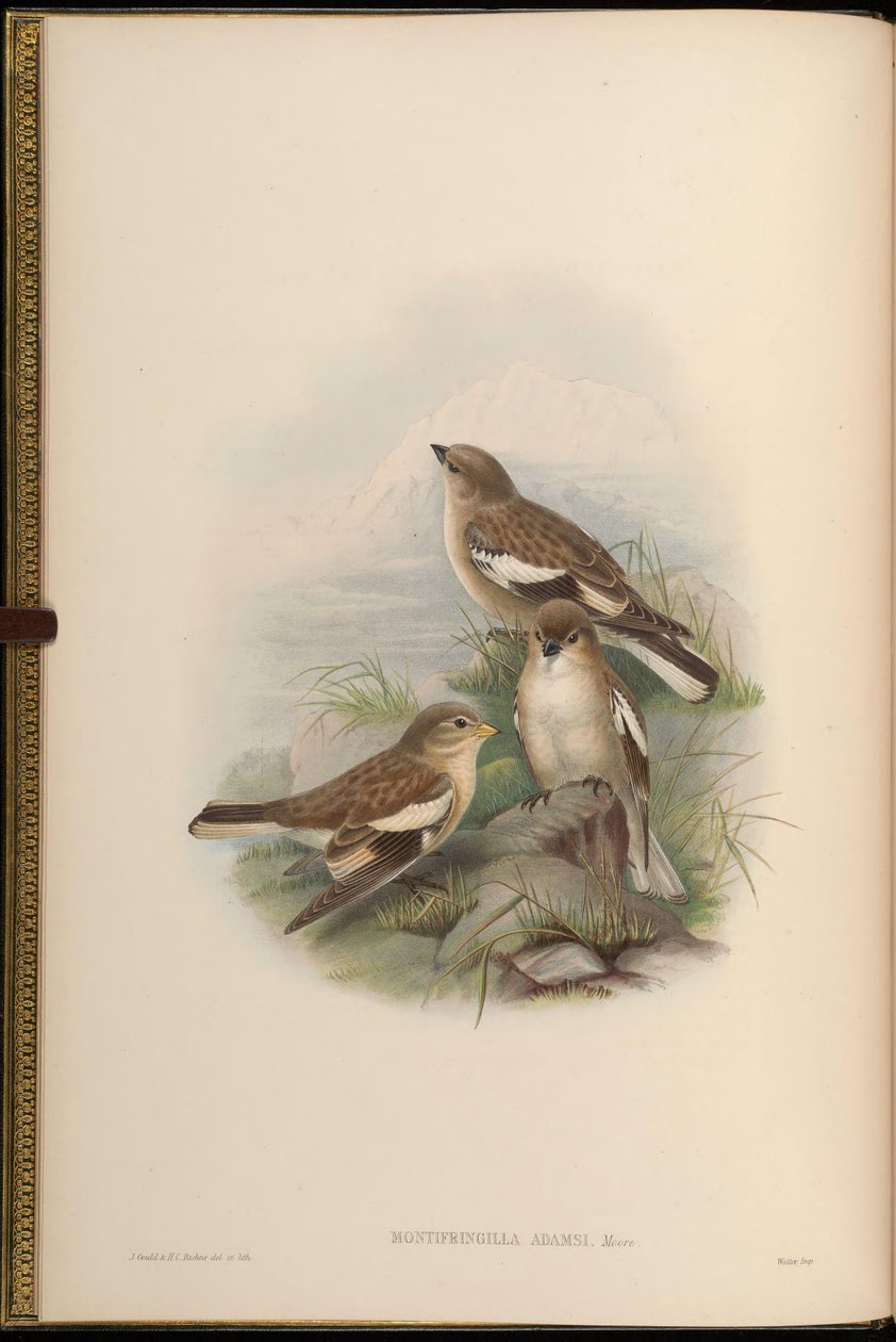 Montifringilla adamsi - John Gould